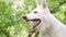 Berger Blanc Suisse or White Swiss Shepherd, domestic dog,
