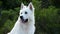 Berger blanc Suisse or white Swiss shepherd, domestic dog, canis lupus familiaris