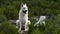 Berger Blanc Suisse or White Swiss Shepherd, domestic dog, Canis lupus familiaris and a small A Coton de Tulear.