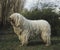 BERGER HONGROIS KOMONDOR