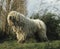 BERGER HONGROIS KOMONDOR