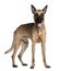 Berger Malinois, 3 years old, standing