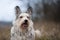 Berger picard dog in winter the field