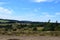 Bergheide landscape with a few wind shaped trees