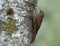 Bergmuisspecht, Montane Woodcreeper, Lepidocolaptes lacrymiger