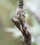 Bergmuisspecht, Montane Woodcreeper, Lepidocolaptes lacrymiger