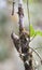 Bergmuisspecht, Montane Woodcreeper, Lepidocolaptes lacrymiger