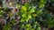 Beringin tree leaves or Ficus benjamina that are in pots to be made into bonsai