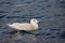 Beringmeeuw, Glaucous-winged Gull, Larus glaucescens