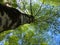 Berkenbos; Birch forest at Old Peak, Hebei, China