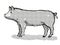 Berkshire Pig Breed Cartoon Retro Drawing