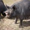 Berkshire Pig On An Organic Pig Farm