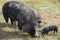 Berkshire Pig On An Organic Pig Farm