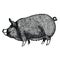 Berkshire pig Vector illustration Sketch style Hand drawn