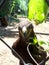 Berkut. Portrait of the Golden eagle - the most famous bird of prey of the hawk family. Beautiful wild bird in captivity.