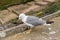 Berlengas Islands, Portugal : Herring gull looking down on the valley in the Berlengas