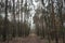 Berlin forest with magnificent vegetation in winter. Berlin, Germany