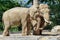 Berlin, Germany - May 07, 2016: Couple of African elephants mating at the Berlin Zoo