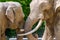 Berlin, Germany - May 07, 2016: Couple of African elephants mating at the Berlin Zoo