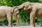 Berlin, Germany - May 07, 2016: Couple of mating elephants at the Berlin Zoo
