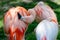 Berlin, Germany - May 07, 2016: Pink flamingo at the Berlin Zoo