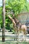 Berlin, Germany - May 07, 2016:Two giraffes grazing at the Zoo