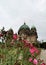 Berliner Dom building behind bush blooming with bright pink flowers