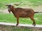 Bermeya brown goat  with long horns standing on the stone