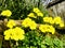 Bermuda buttercup growing around garden.