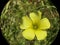 Bermuda buttercup the Oxalis per-caprae, 1.