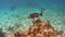 A Bermuda Chub fish swimming among the rock and coral reef in Cayman Islands