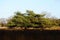 Bermuda juniper (Juniperus bermudiana) trees in a meadow on a sunny day