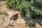 Bern, Switzerland - July 26, 2019: brown bear in a zoo, Bern, Switzerland. Brown bears are symbol of the the capital of