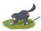 Bern zennenhund playing with water hose illustration