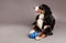 Bernard Sennenhund with Chew Toy at Studio