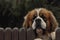 Bernardyn dog breed. Dog looking from behind the fence. Defender