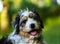 Bernedoodle dog in grassland