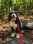 Bernedoodle dog with a red leash is on a hike to Big Schloss via Wolf Gap Trail West Virginia and Virginia