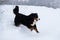 Berner Sennenhund big dog on walk in winter landscape