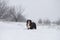 Berner Sennenhund big dog on walk in winter landscape