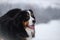 Berner Sennenhund big dog on walk in winter landscape