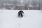 Berner Sennenhund big dog on walk in winter landscape