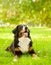 Berner Sennenhund dog lying on grass