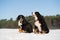 Berner sennenhund in snow