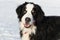 Berner sennenhund in snow