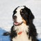 Berner sennenhund in snow