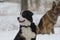 Bernese and Caucasian Shepherd Dogs play in the snow in a winter park