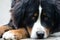 Bernese dog