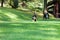 Bernese dog in the nature, green lawn