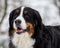 Bernese Dog Portrait